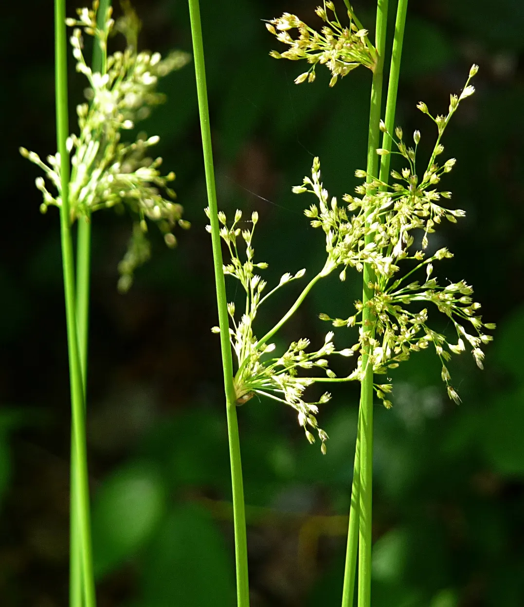 Soft Rush (Juncus Effusus) — the Soft Rush is also surprisingly adaptable to garden conditions; or as a naturalized meadow accent