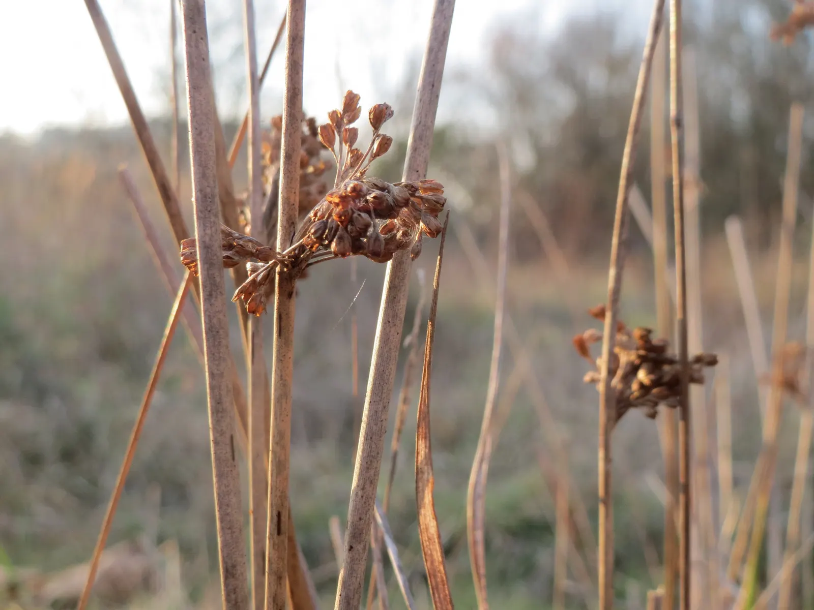 Soft Rush (Juncus Effusus) — It is also excellent for erosion control on slopes near bodies of water; gold flowers in the garden, image 83