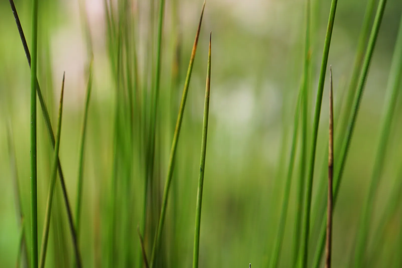 Soft Rush (Juncus Effusus) — Juncus effusus can tolerate partial shade