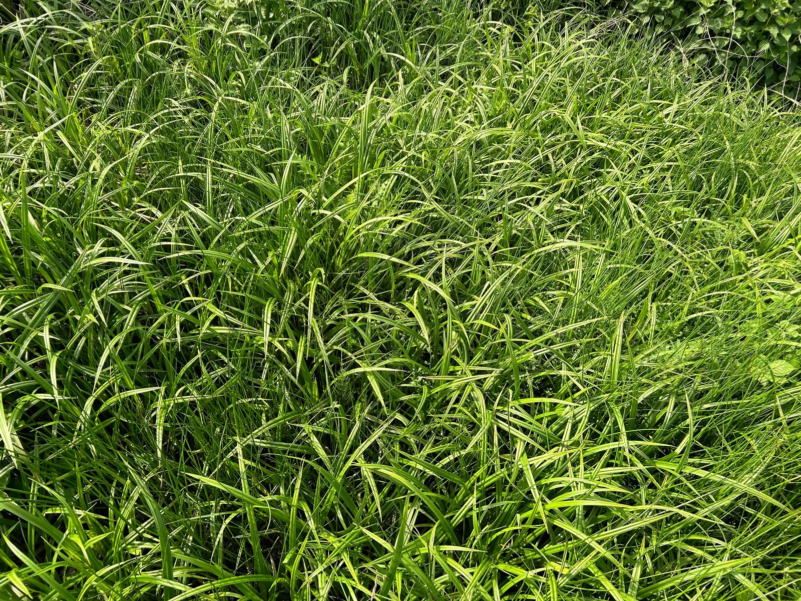 Soft Rush (Juncus Effusus) — preferring full sun to part shade; ideal for wet areas, it excels in water gardens or damp soils, image 92