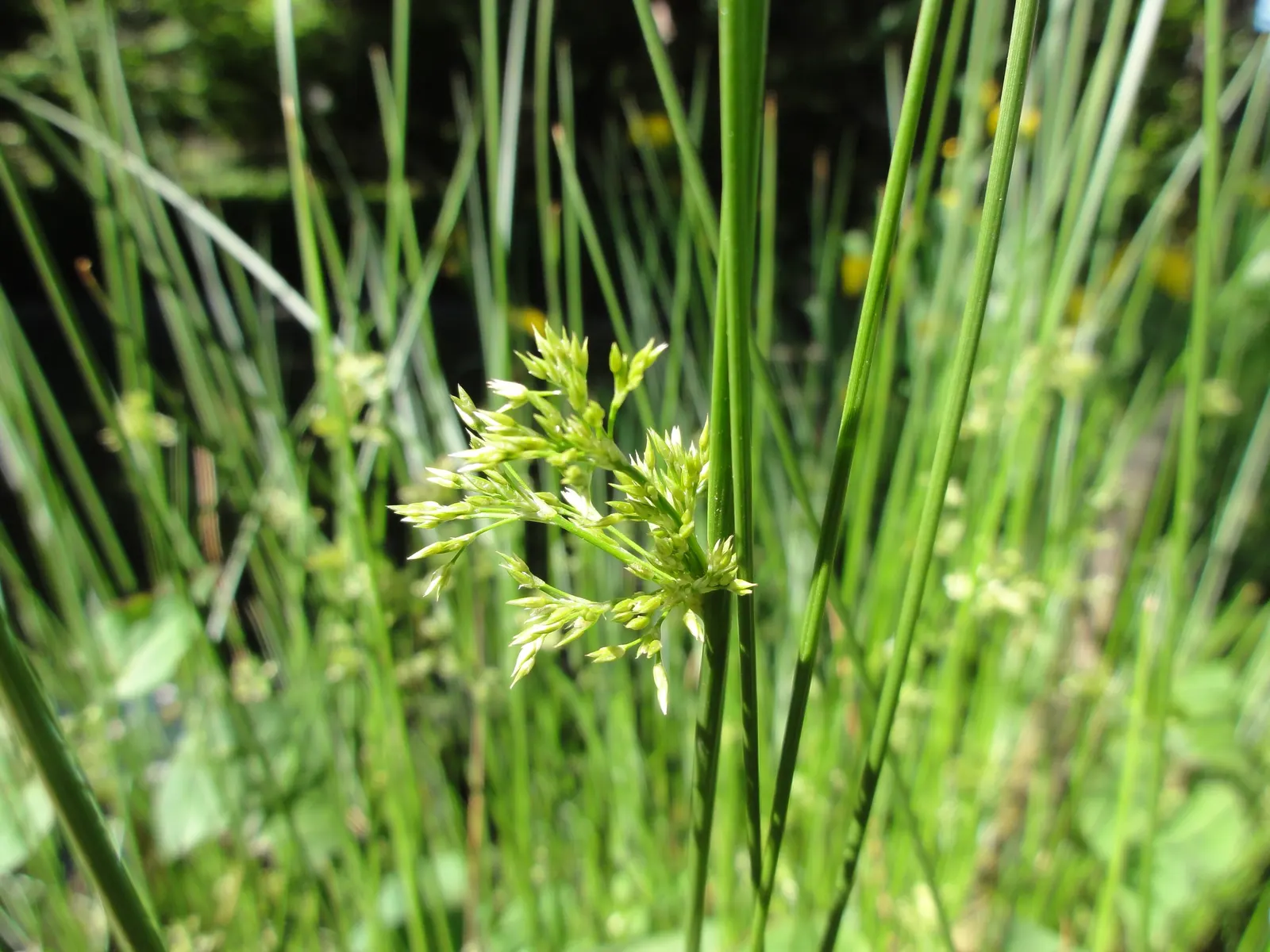 Soft Rush (Juncus Effusus) — cylindrical stems create a striking fountain-like clump; growing to a height of 1.5 to 4 feet tall with a similar spread of 1 to 2