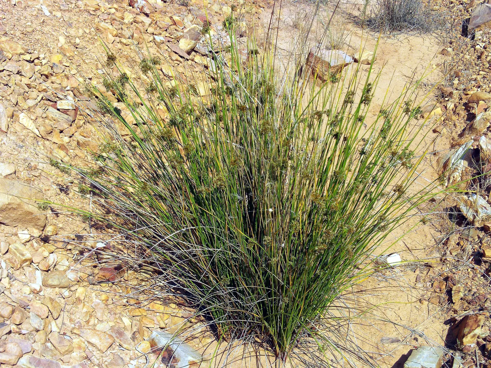 Soft Rush (Juncus Effusus) — This low-maintenance plant adds year-round interest and texture to any landscape; it is also excellent for erosion, image 91