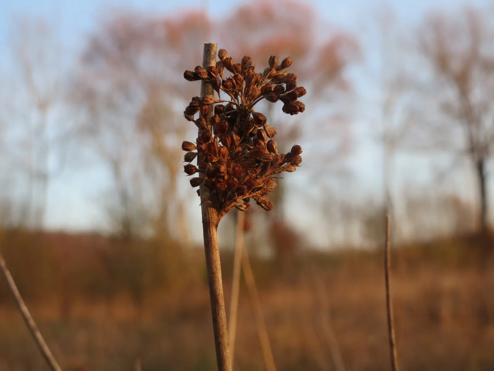 Soft Rush (Juncus Effusus) — While the blooms are not the main attraction; grass with gold blooms, image 79