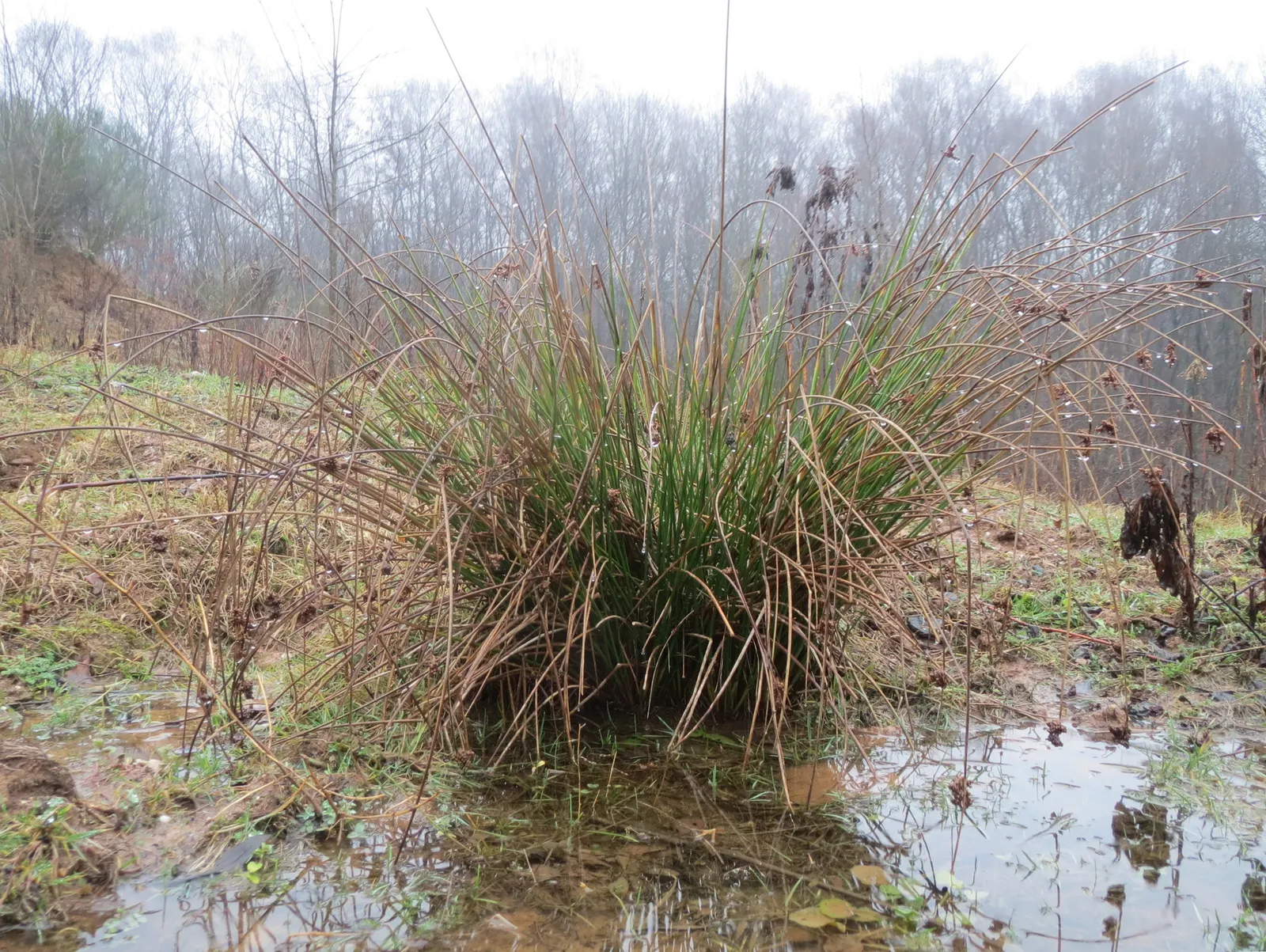 Soft Rush (Juncus Effusus) — It requires minimal maintenance and is not typically subject to serious pest or disease issues