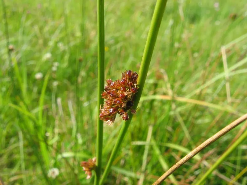 Soft Rush (Juncus Effusus) — This low-maintenance plant adds year-round interest and texture to any landscape; it is also excellent for erosion, image 62