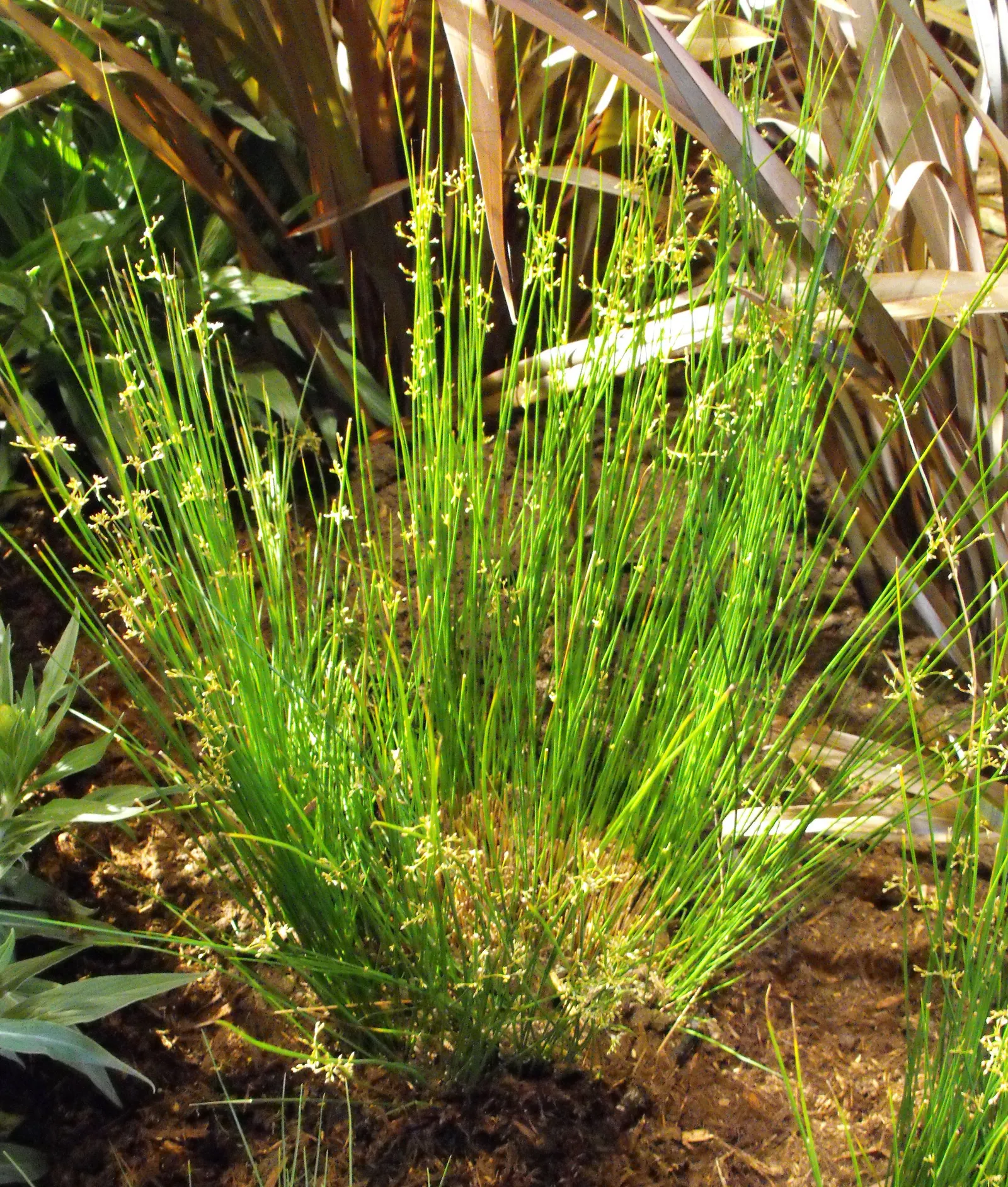 Soft Rush (Juncus Effusus) — making it both a functional and visually pleasing choice for diverse landscaping projects; preferring full sun to part, image 84