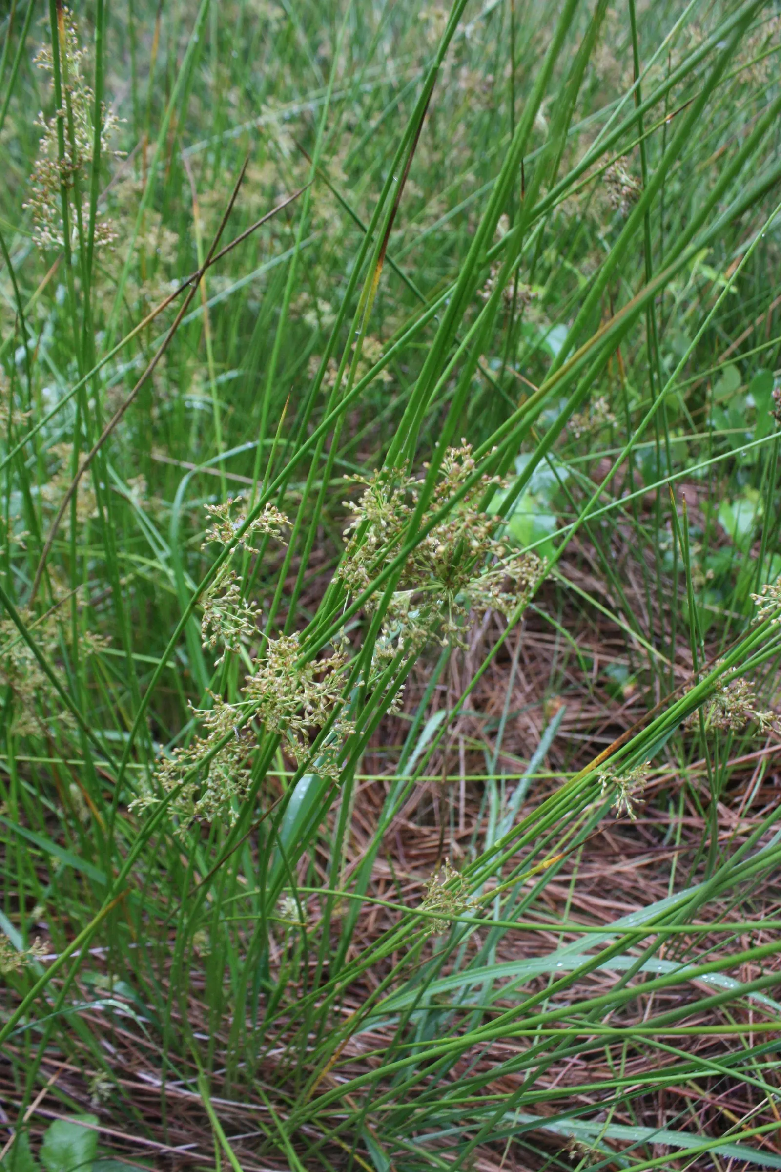 Soft Rush (Juncus Effusus) — <br><br>The Soft Rush flowers from June to September; this hardy plant thrives in USDA hardiness zones 4 through 9, image 77