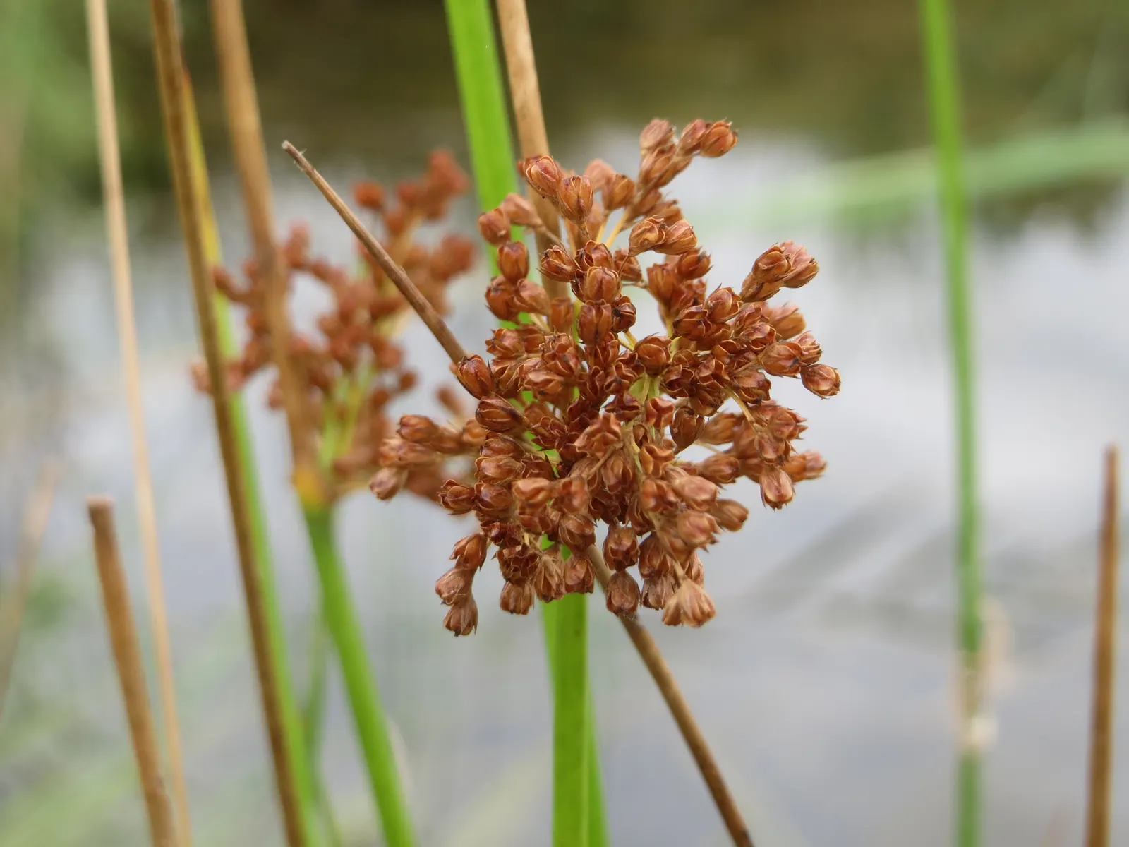 Soft Rush (Juncus Effusus) — they add subtle interest and can be a conversation starter for curious clients.<br><br>Ideal for rain gardens; scientifically