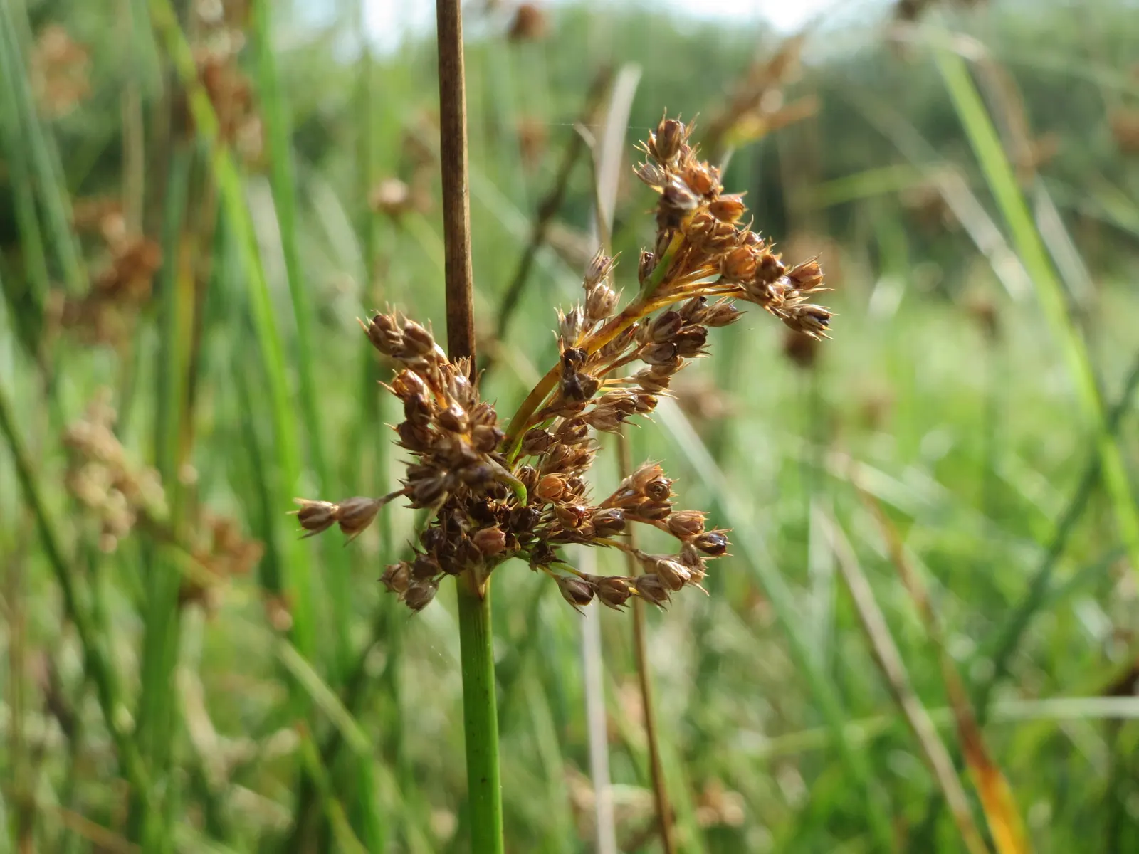 Soft Rush (Juncus Effusus) — preferring full sun to part shade