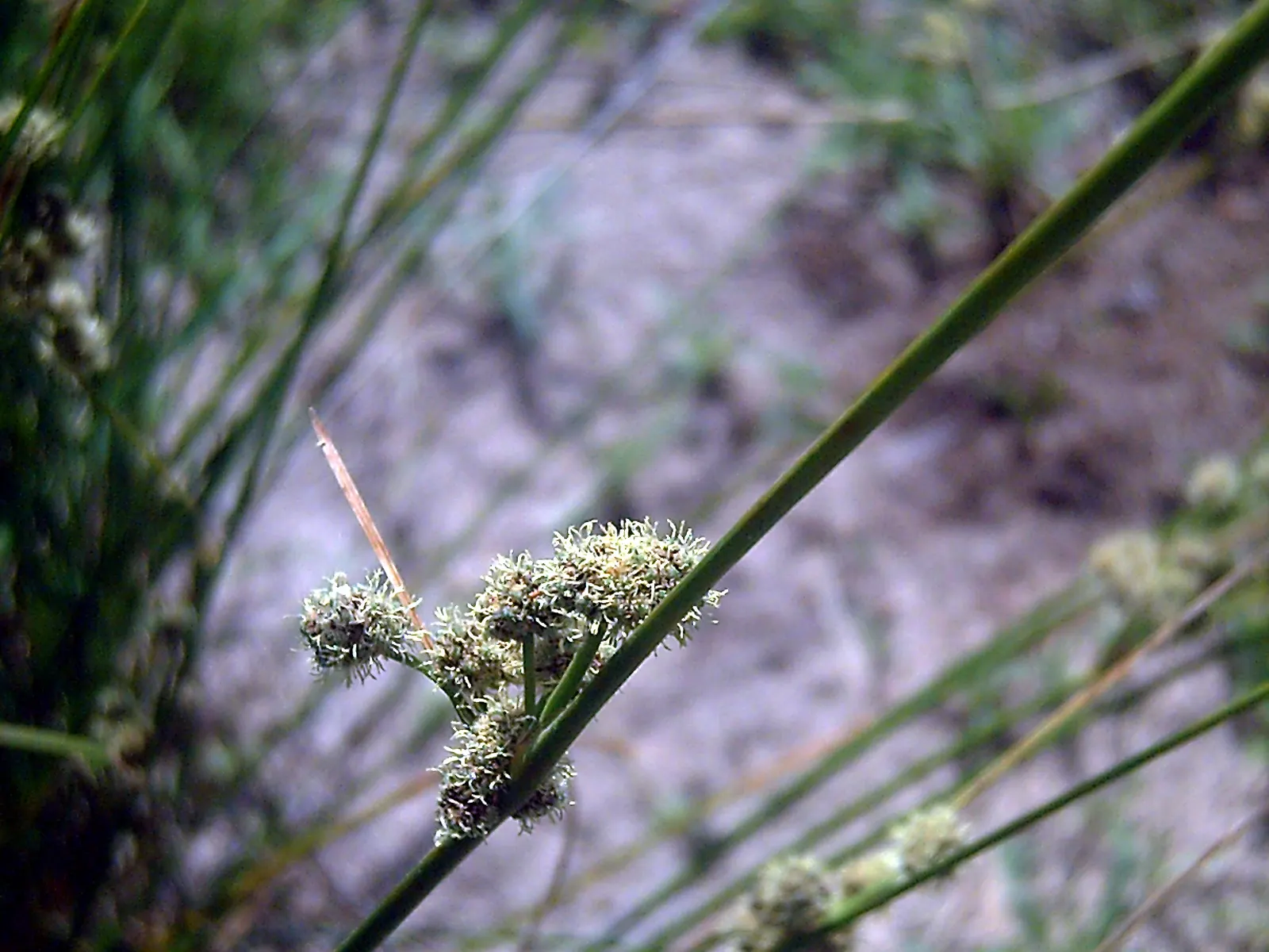 Soft Rush (Juncus Effusus) — Ideal for wet areas, it excels in water gardens or damp soils; it requires minimal maintenance and is not typically, image 61