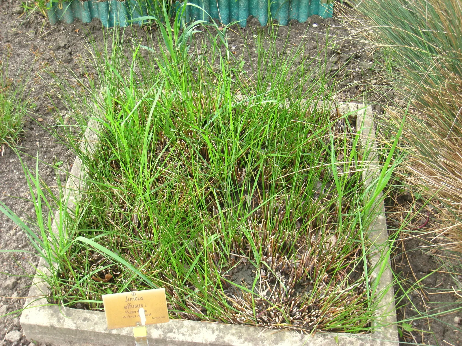 Soft Rush (Juncus Effusus) — grass for full or half or shade; making it both a functional and visually pleasing choice for diverse landscaping projects