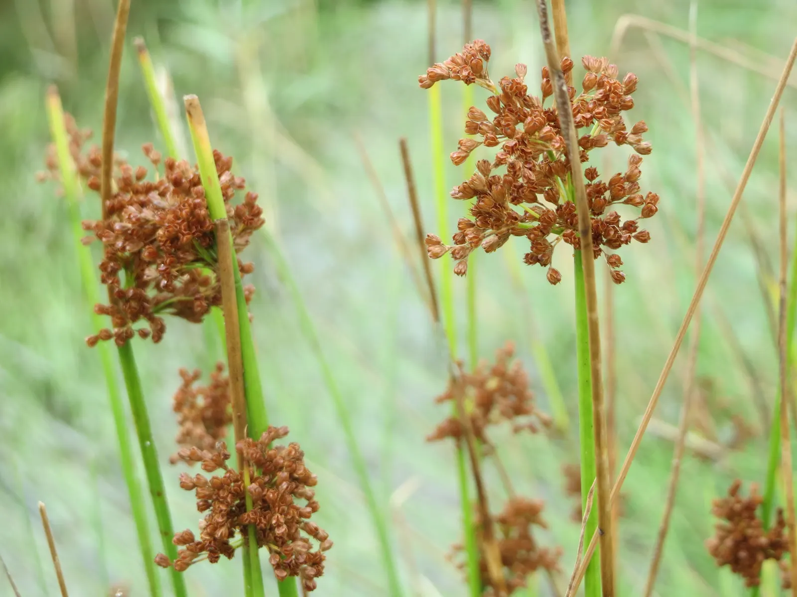 Soft Rush (Juncus Effusus) — is an herbaceous perennial esteemed for its upright; this low-maintenance plant adds year-round interest and texture, image 88