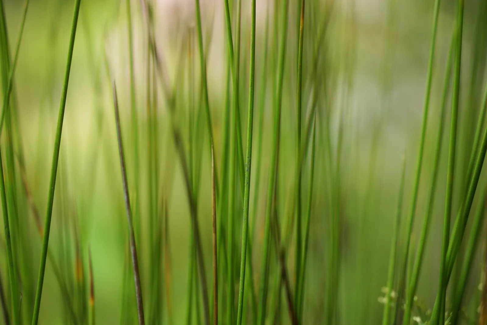 Soft Rush (Juncus Effusus) — Despite its preference for full sun
