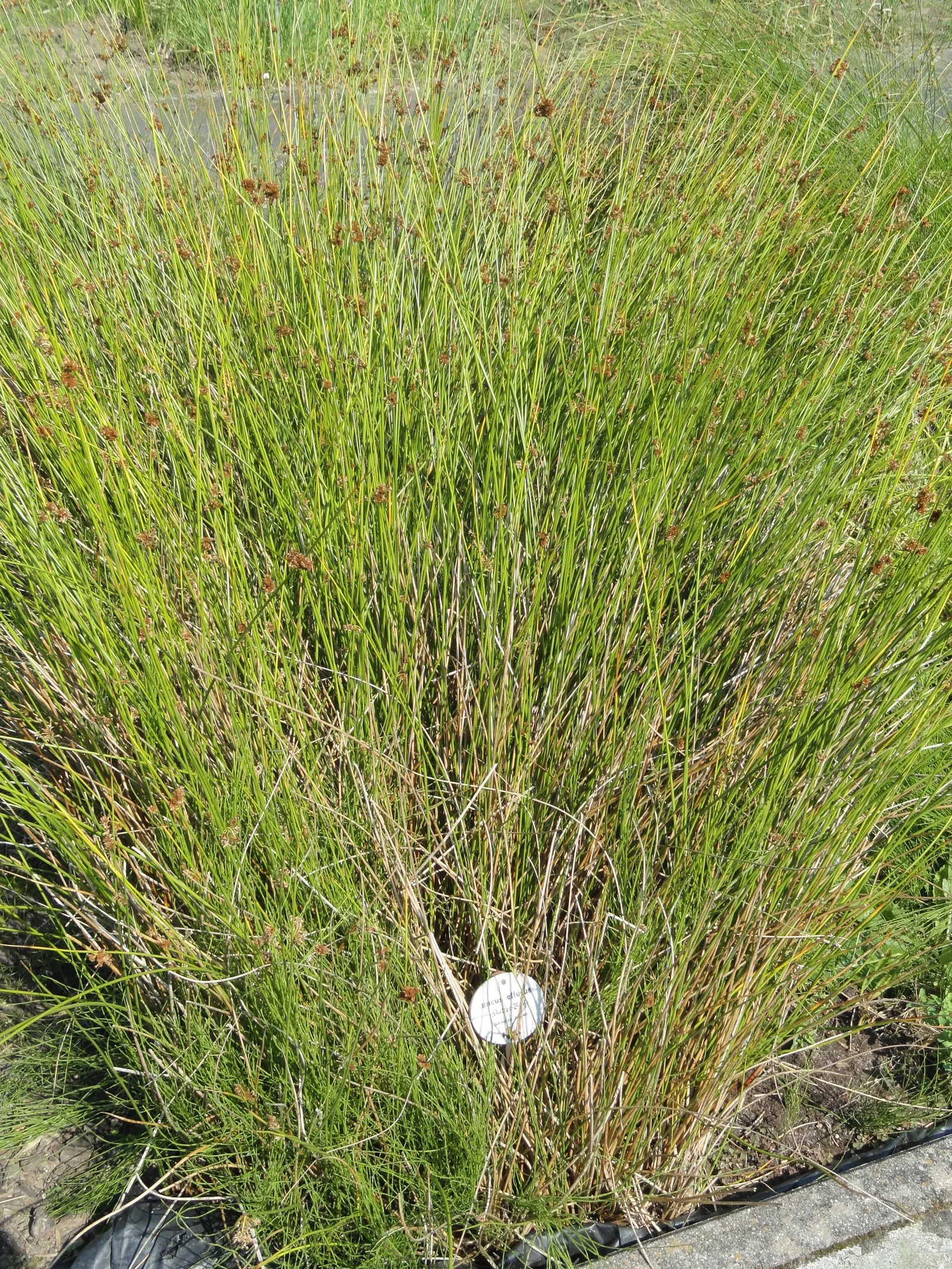 Soft Rush (Juncus Effusus) — Growing to a height of 1.5 to 4 feet tall with a similar spread of 1 to 2 feet