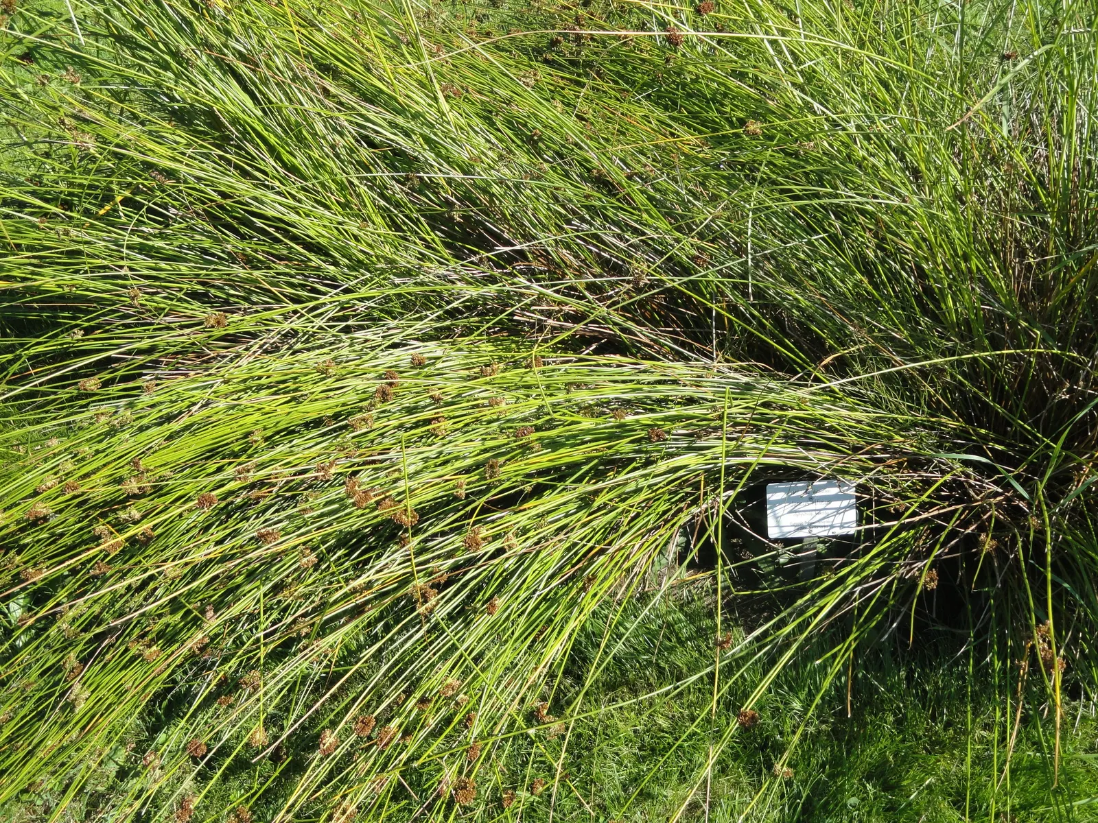 Soft Rush (Juncus Effusus) — It is also excellent for erosion control on slopes near bodies of water; gold flowers in the garden