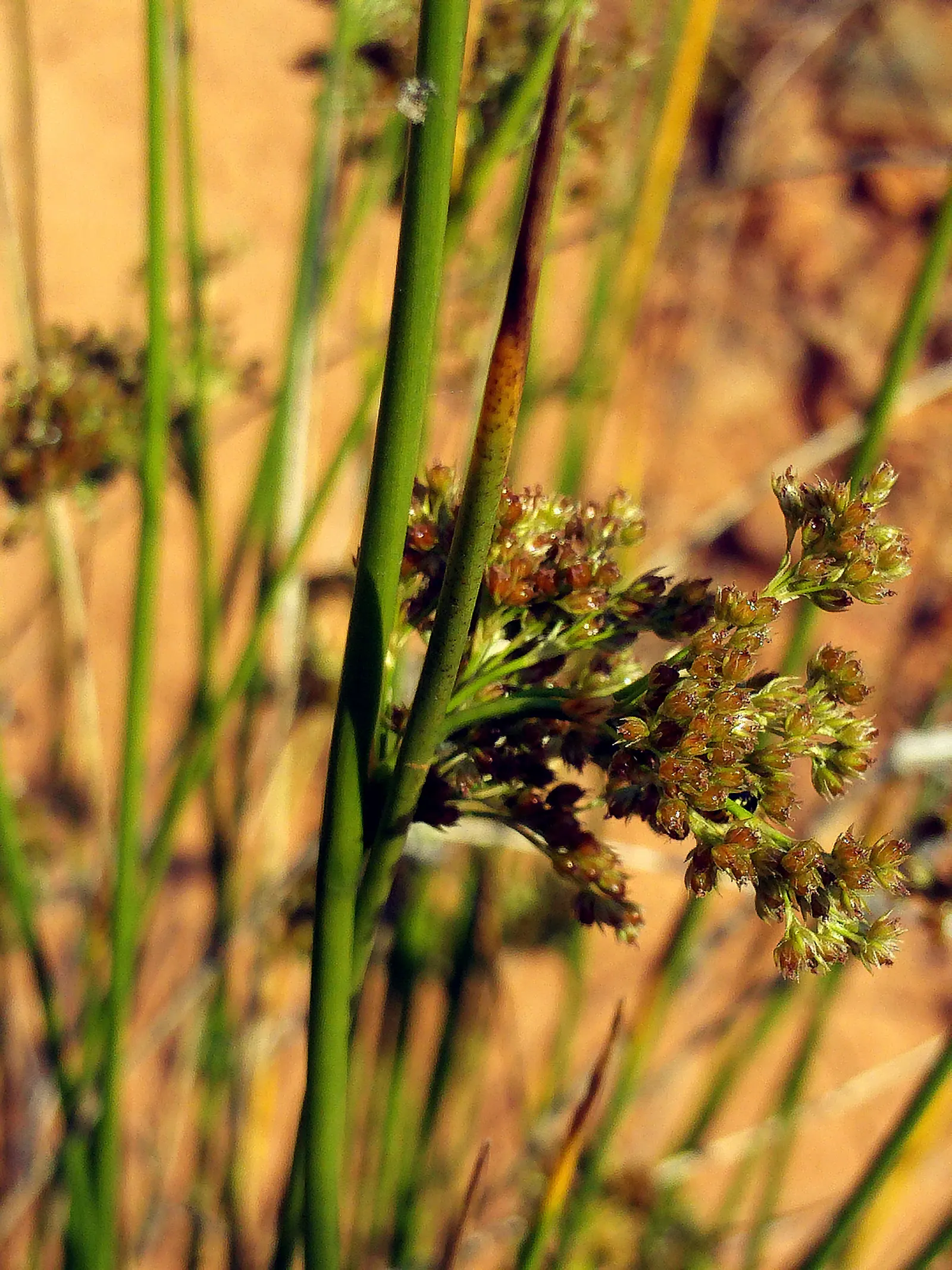 Soft Rush (Juncus Effusus) — though it may result in less dense growth