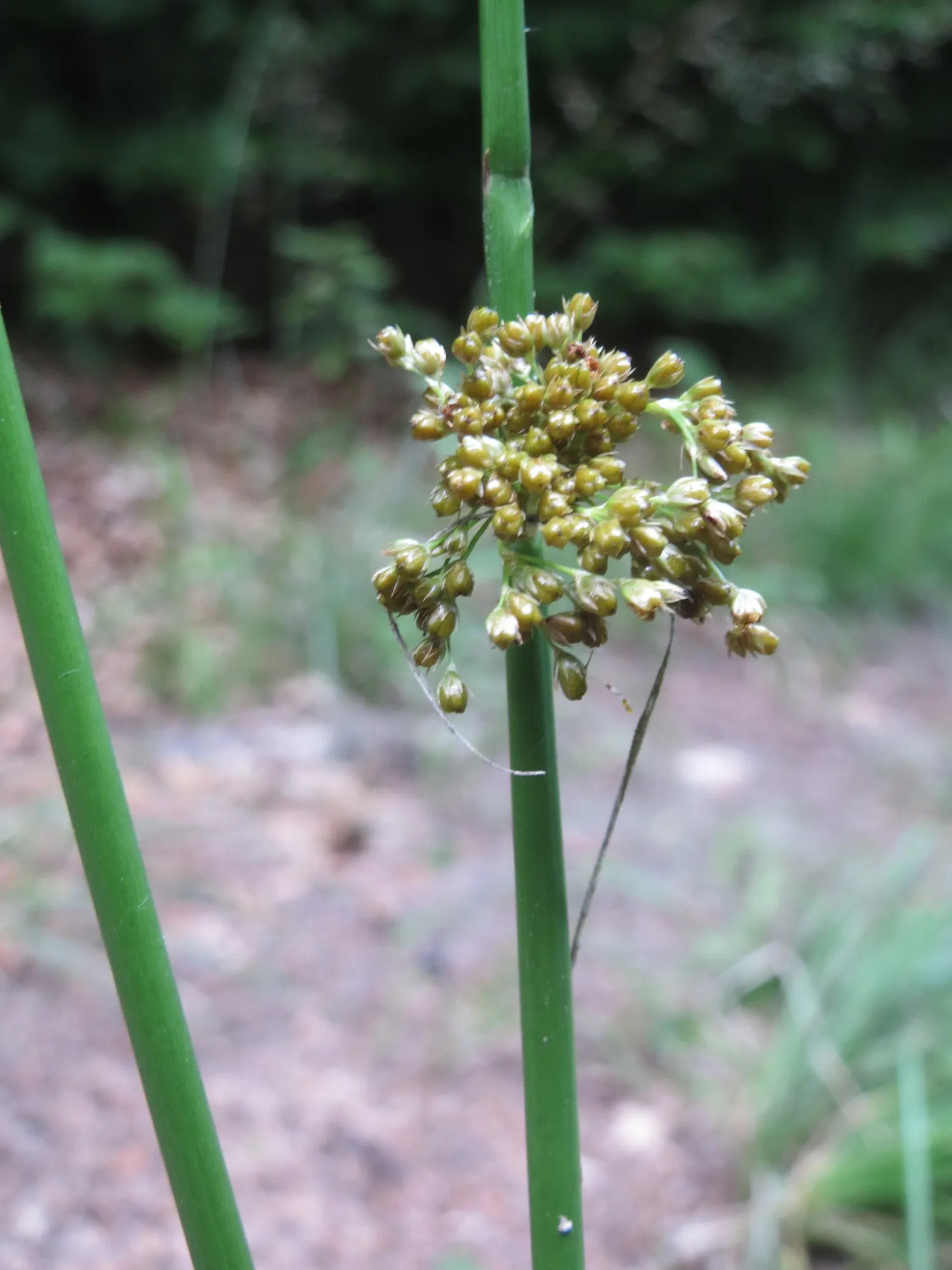 Soft Rush (Juncus Effusus) — While often considered an ideal choice for wetland or aquatic settings