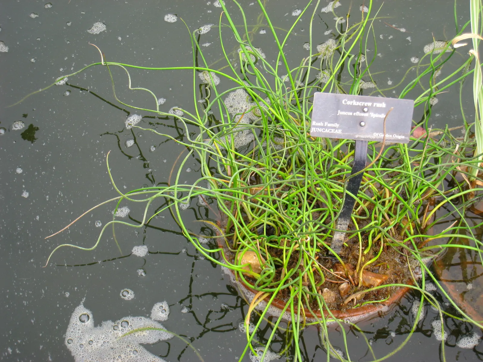 Soft Rush (Juncus Effusus) — grass for full or half or shade