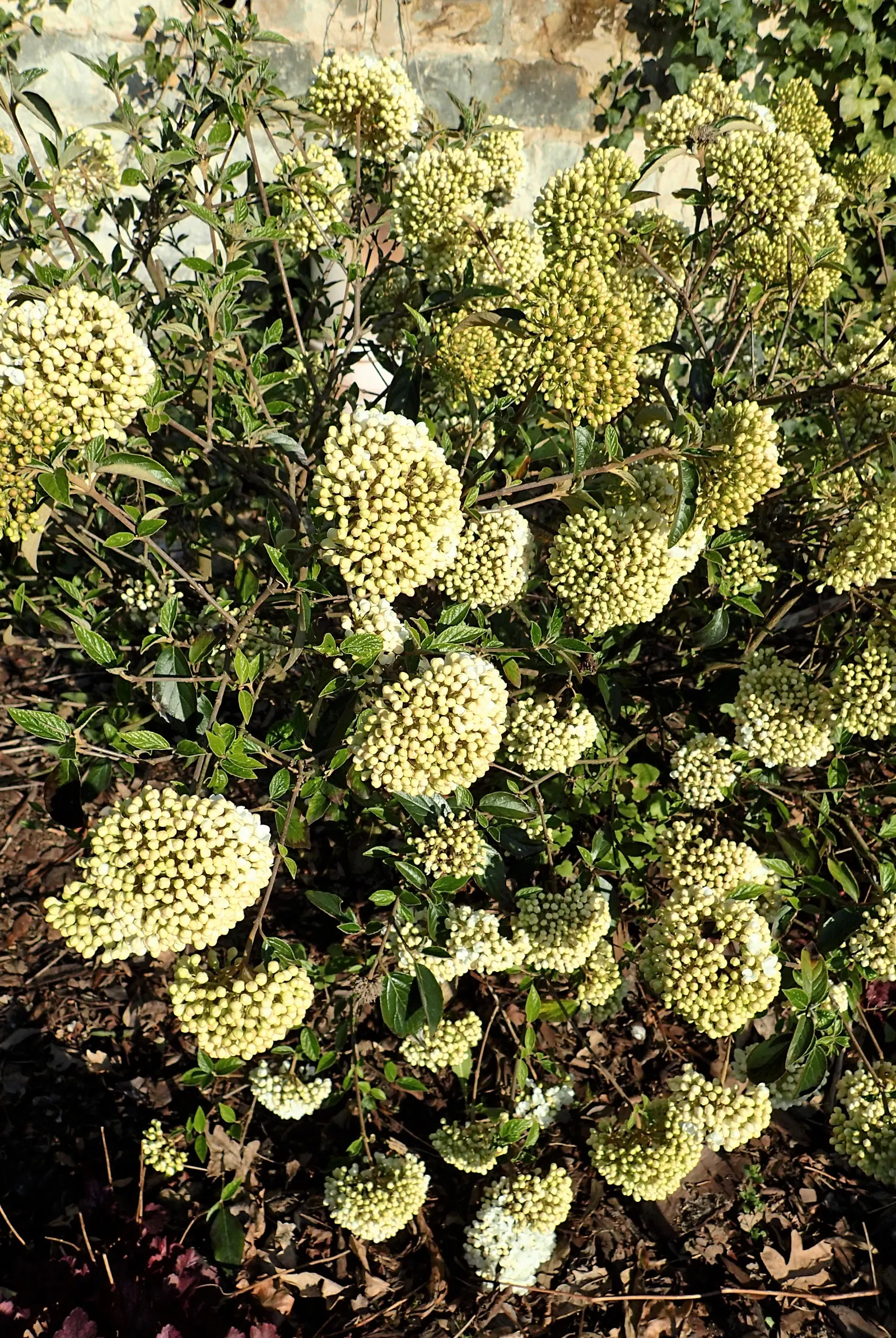 Cayuga Viburnum (Viburnum X Carlcephalum 'Cayuga') — Hardy in zones 5-8, it's ideal for foundation plantings or as a standout specimen in any landscape design