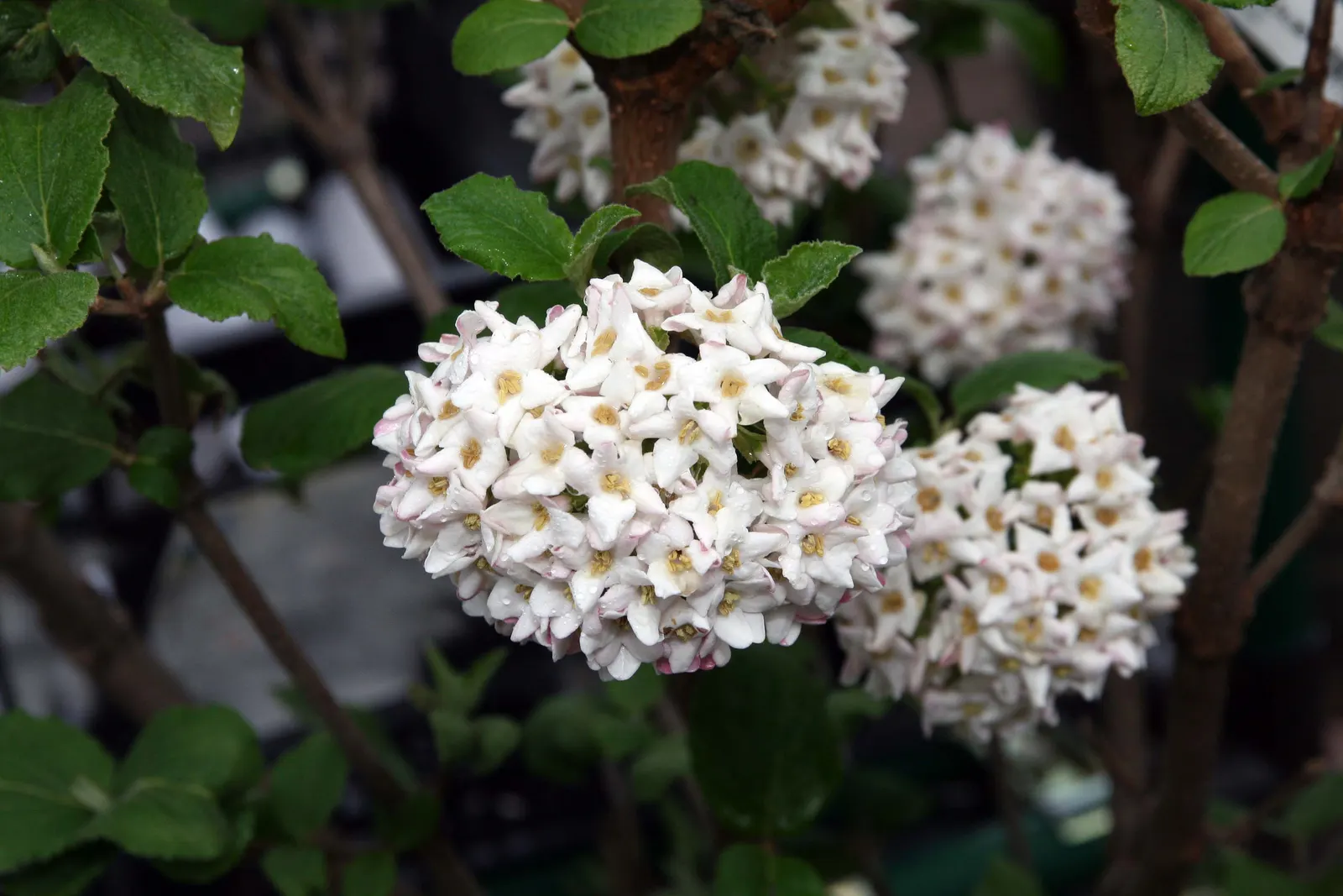 Cayuga Viburnum (Viburnum X Carlcephalum 'Cayuga') — The Cayuga Viburnum, or Viburnum x carlcephalum 'Cayuga', is a breathtaking ornamental shrub