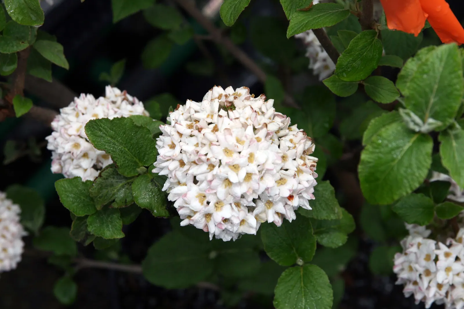 Cayuga Viburnum (Viburnum X Carlcephalum 'Cayuga') — revered for its distinct aromatic blossoms and robust nature