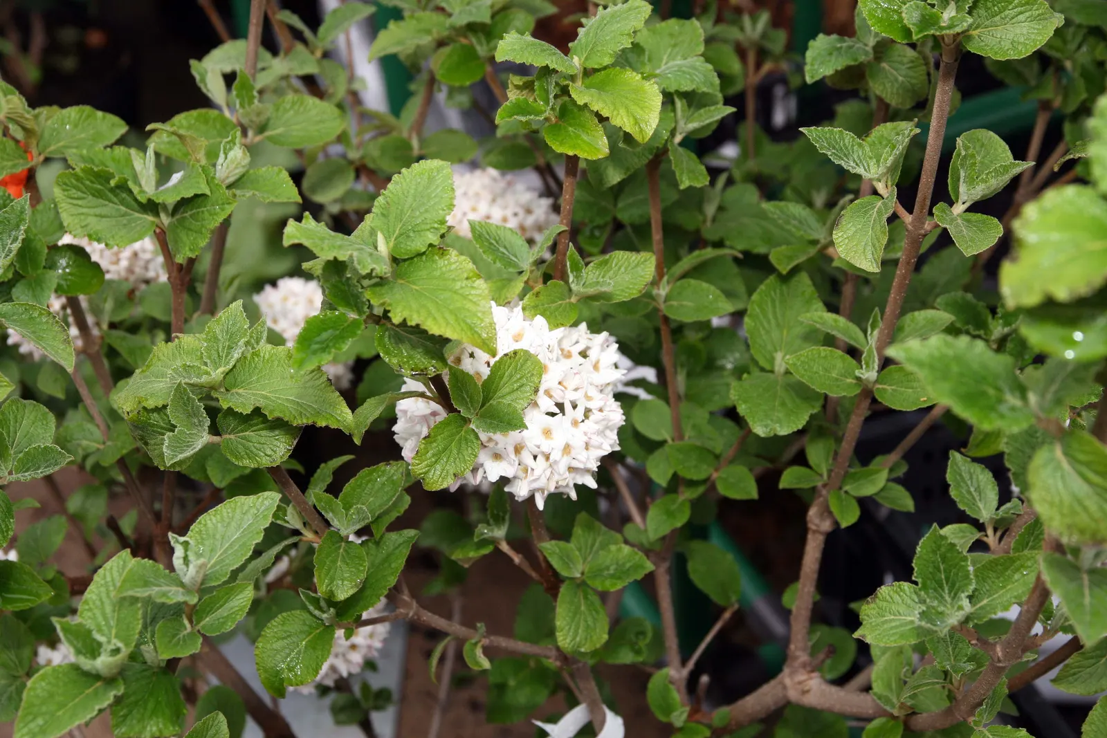 Cayuga Viburnum (Viburnum X Carlcephalum 'Cayuga') — The Cayuga Viburnum (Viburnum x carlcephalum 'Cayuga') is a standout deciduous shrub
