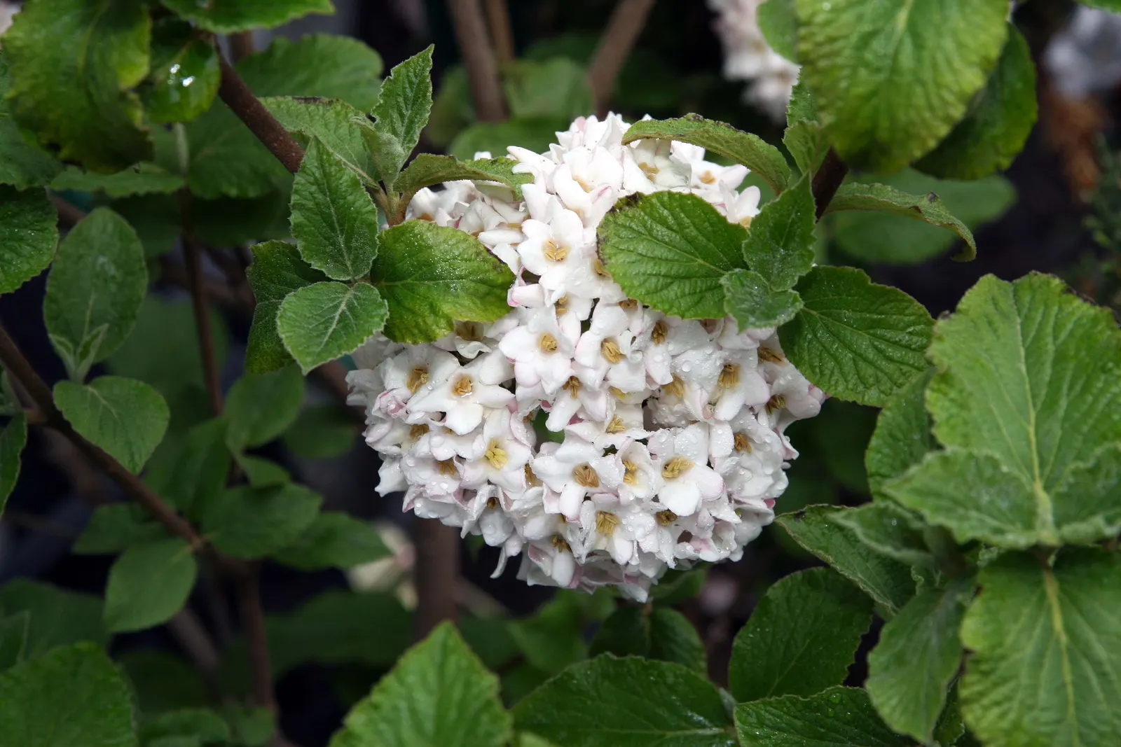 Cayuga Viburnum (Viburnum X Carlcephalum 'Cayuga') — Prized for its fragrant, ball-shaped flower clusters that bloom in spring, it spans 6-8 feet tall and wide