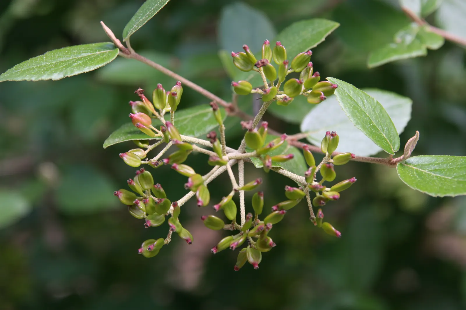 Cayuga Viburnum (Viburnum X Carlcephalum 'Cayuga') — it thrives in well-drained soil and full sun to partial shade