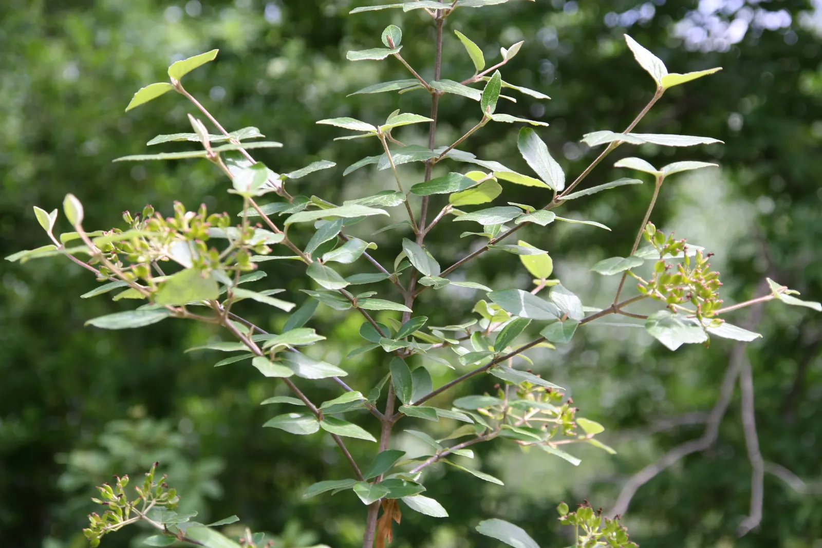 Cayuga Viburnum (Viburnum X Carlcephalum 'Cayuga') — green foliage that transitions to reddish-purple in fall