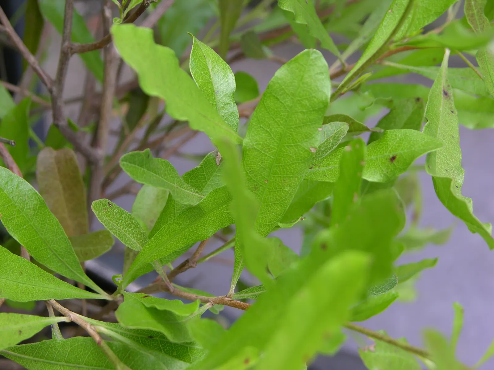 Purple Hop Bush (Dodonaea Viscosa 'Purpurea') — evergreen shrub reaching up to 10-15 ft tall and 6-8 ft wide