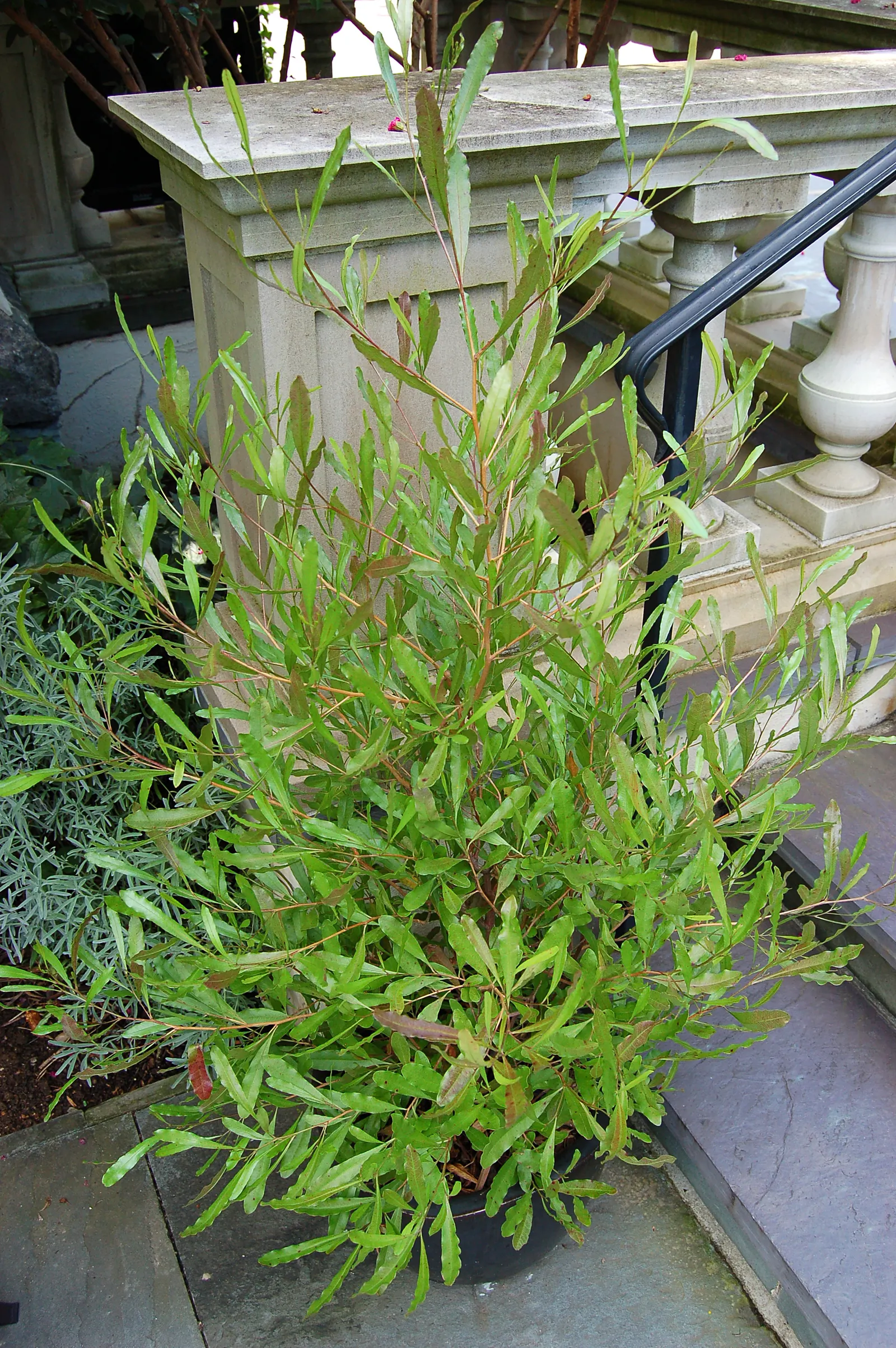 Purple Hop Bush (Dodonaea Viscosa 'Purpurea') — Its striking purple-bronze leaves and papery seed capsules add year-round color contrast to landscapes