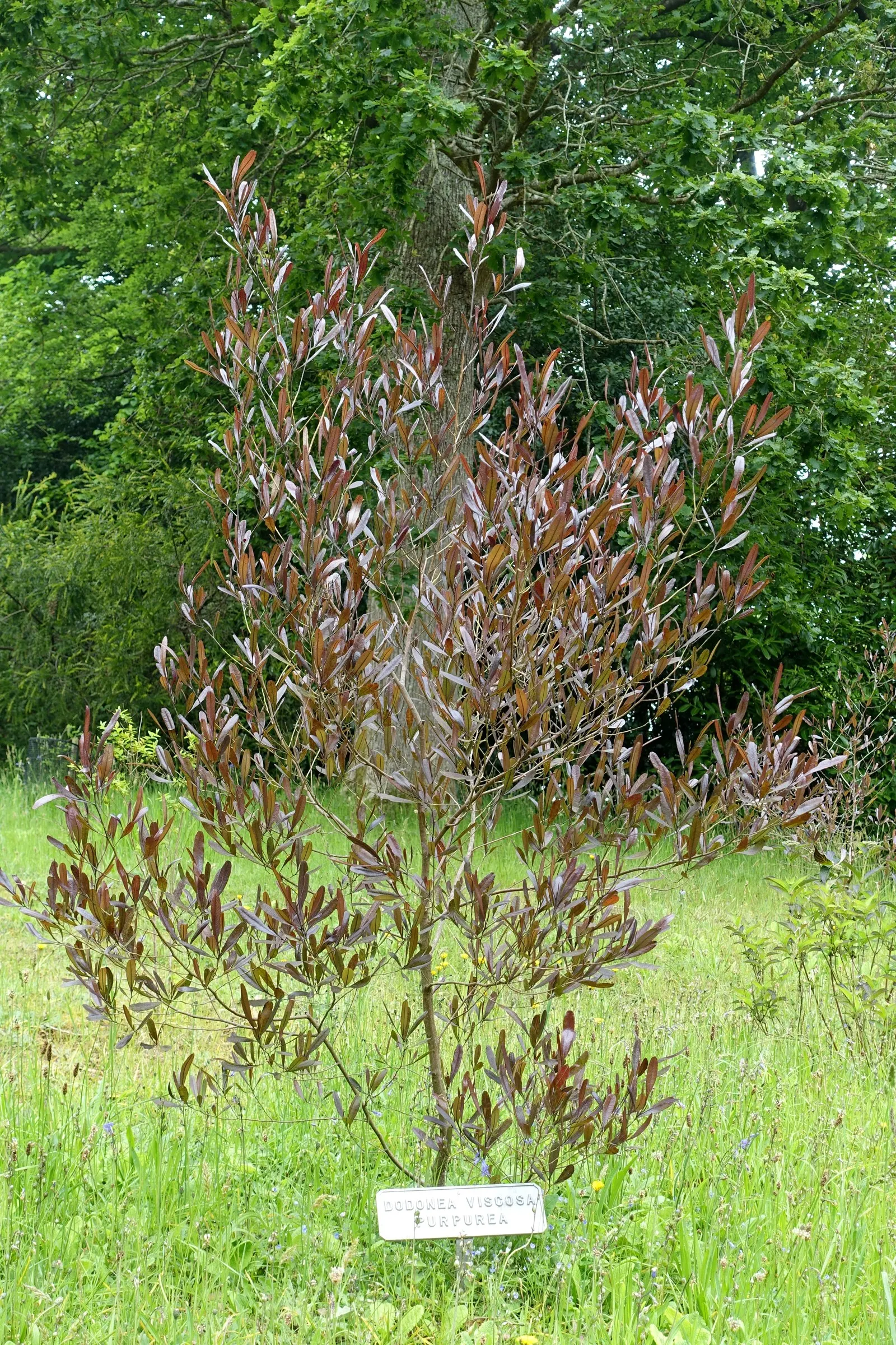 Purple Hop Bush (Dodonaea Viscosa 'Purpurea') — commonly known as Purple Hop Bush