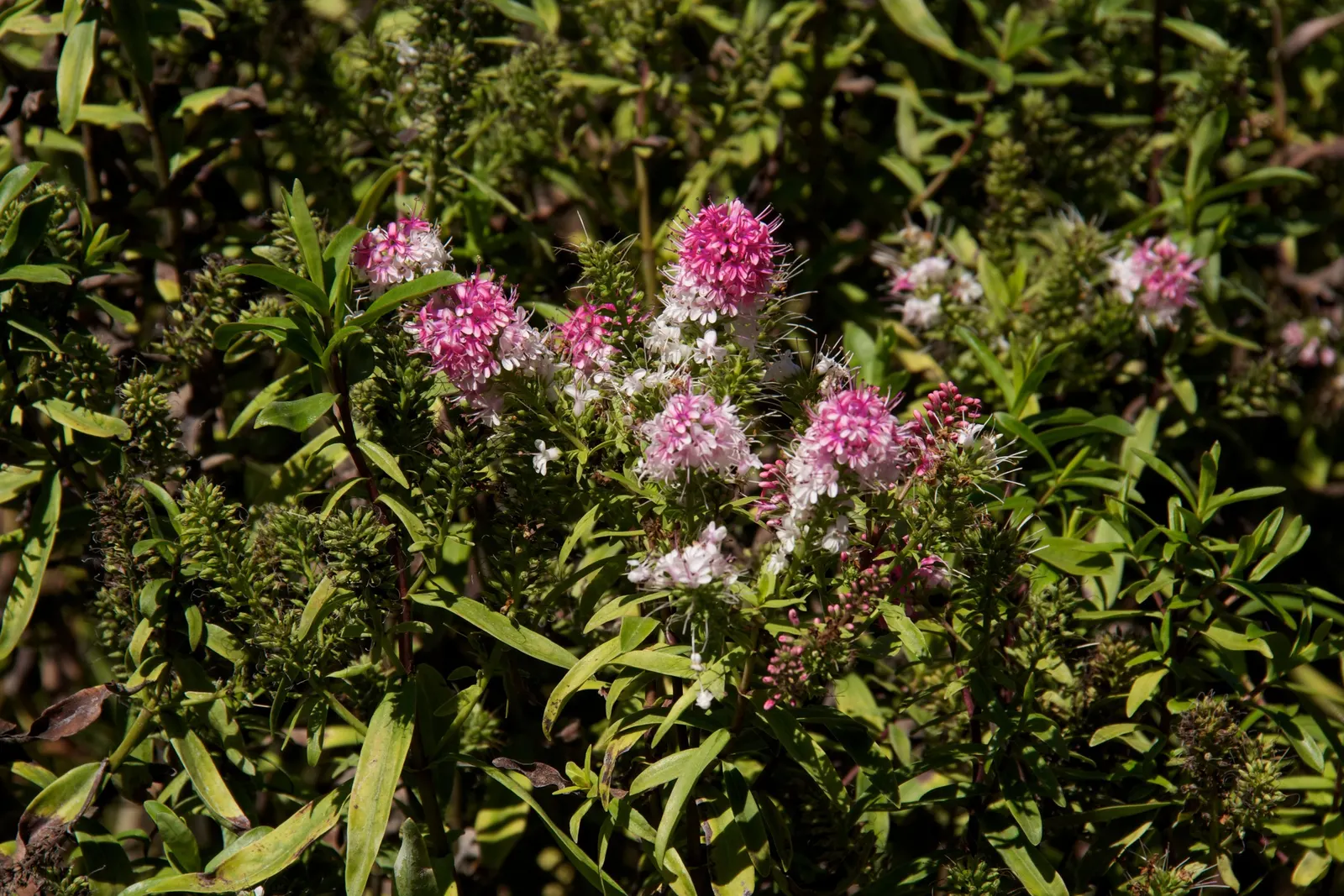 Great Orme Hebe (Hebe 'Great Orme') — lance-shaped leaves on compact stems
