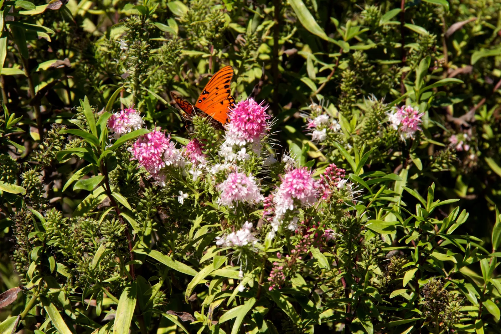 Great Orme Hebe (Hebe 'Great Orme') — Abundant summer blooms in rosy-pink clusters grace this evergreen shrub