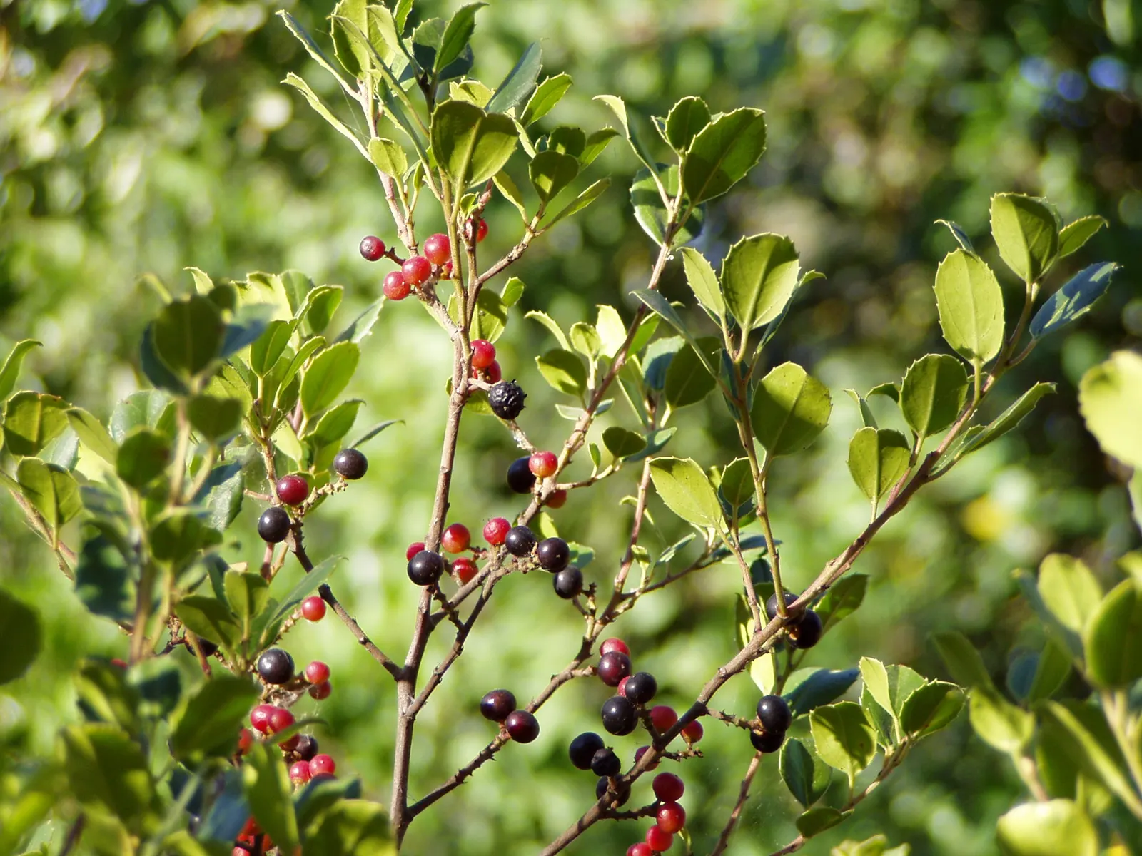 Variegated Italian Buckthorn (Rhamnus Alaternus 'Variegata') — Hardy and versatile, this buckthorn reaches 6-8 feet in height and 4-6 feet in width