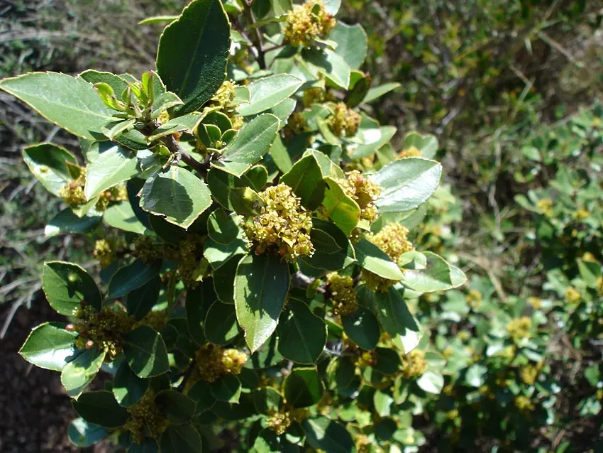 Variegated Italian Buckthorn (Rhamnus Alaternus 'Variegata') — Its leaves sport irregular creamy-white margins against a dark green center, adding vivid