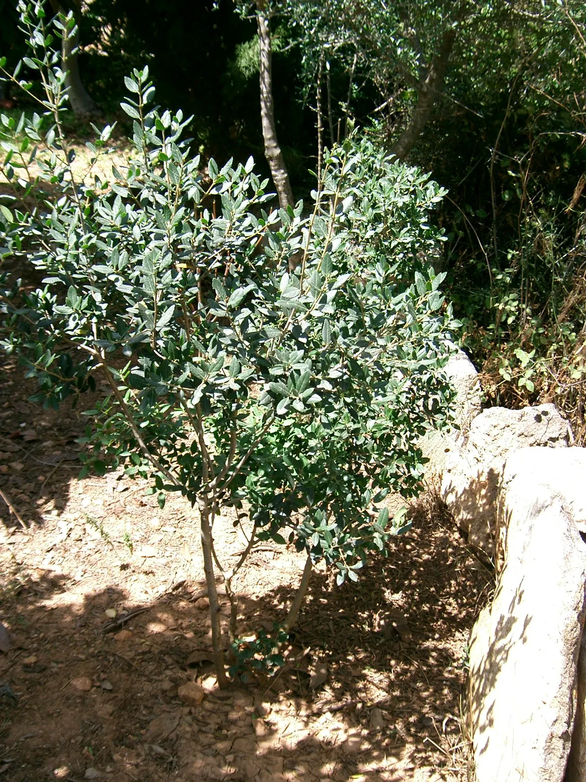 Variegated Italian Buckthorn (Rhamnus Alaternus 'Variegata') — Its moderate growth rate and easy-to-prune nature allow for maintenance of desired shapes