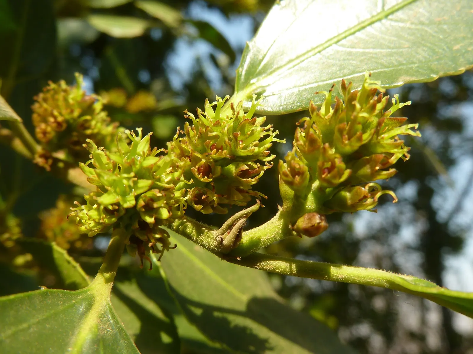 Variegated Italian Buckthorn (Rhamnus Alaternus 'Variegata') — This plant typically grows to a height of 5 to 8 feet with a similar spread of 5 to 8 feet