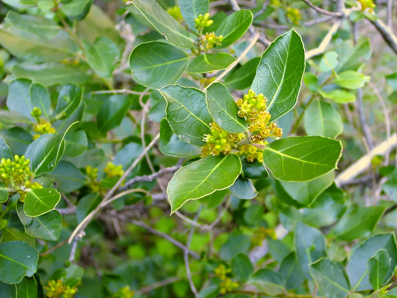 Variegated Italian Buckthorn (Rhamnus Alaternus 'Variegata') — evergreen shrub notable for its elegant variegation and versatile nature in landscape designs