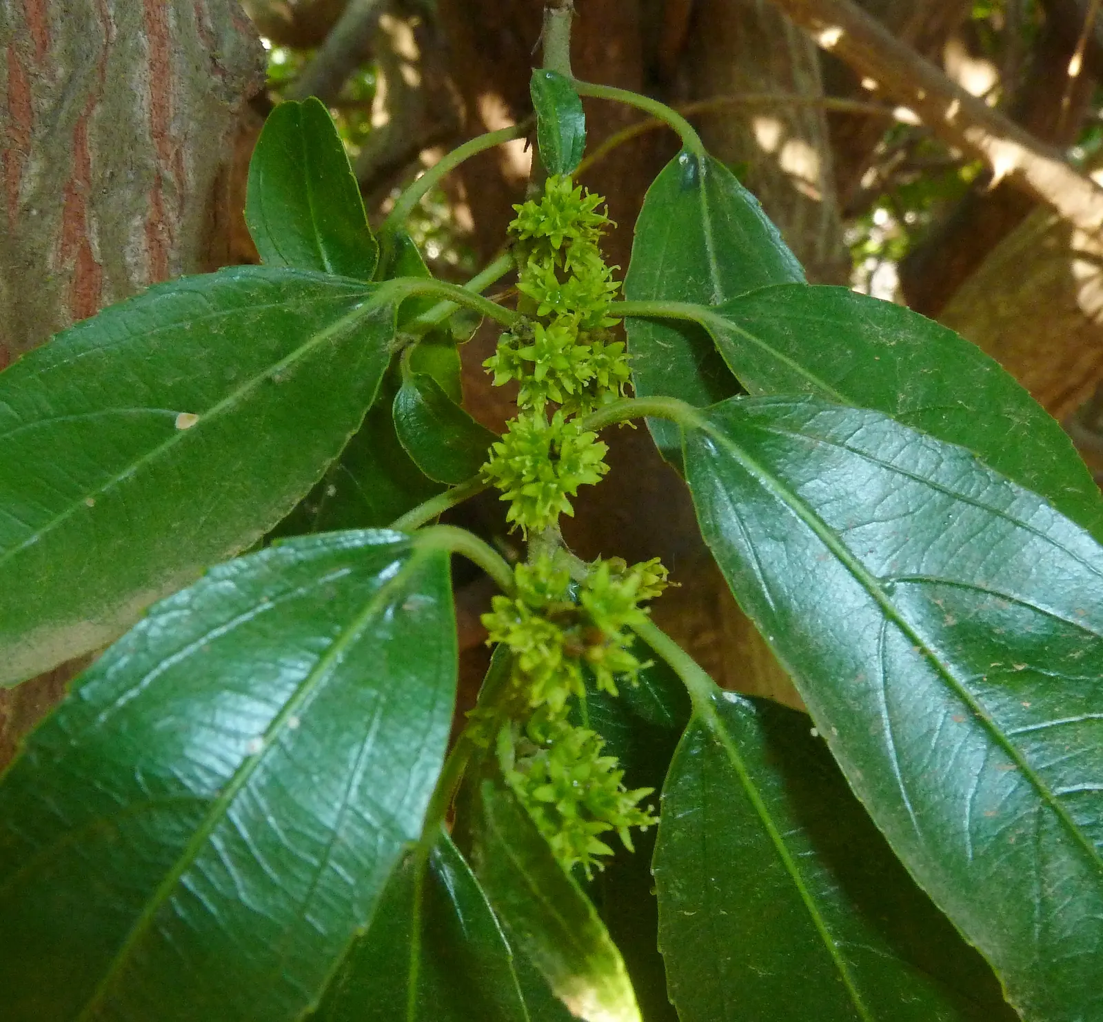 Variegated Italian Buckthorn (Rhamnus Alaternus 'Variegata') — demonstrating a high tolerance across a range of conditions