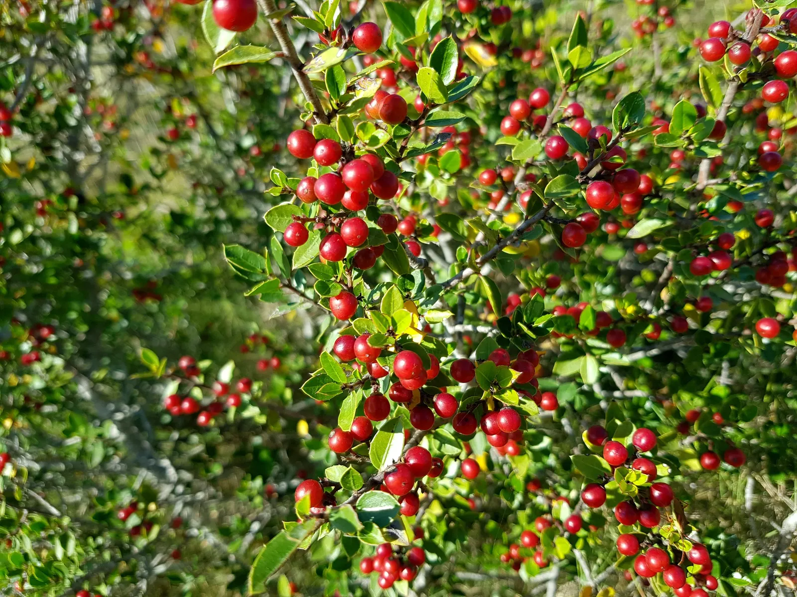 Variegated Italian Buckthorn (Rhamnus Alaternus 'Variegata') — ideally suited for hedges or accent planting in USDA zones 7-9