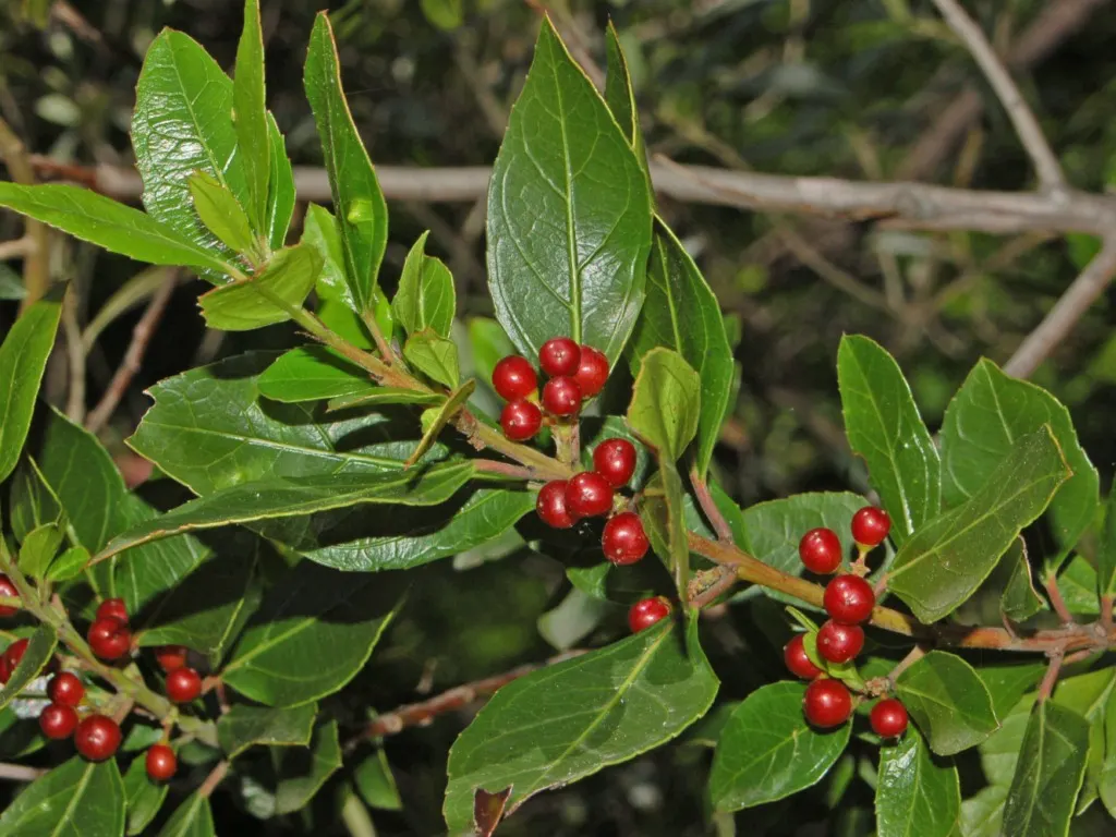 Variegated Italian Buckthorn (Rhamnus Alaternus 'Variegata') — Its leaves are punctuated by bold creamy-white edges that contrast against the deep green centers