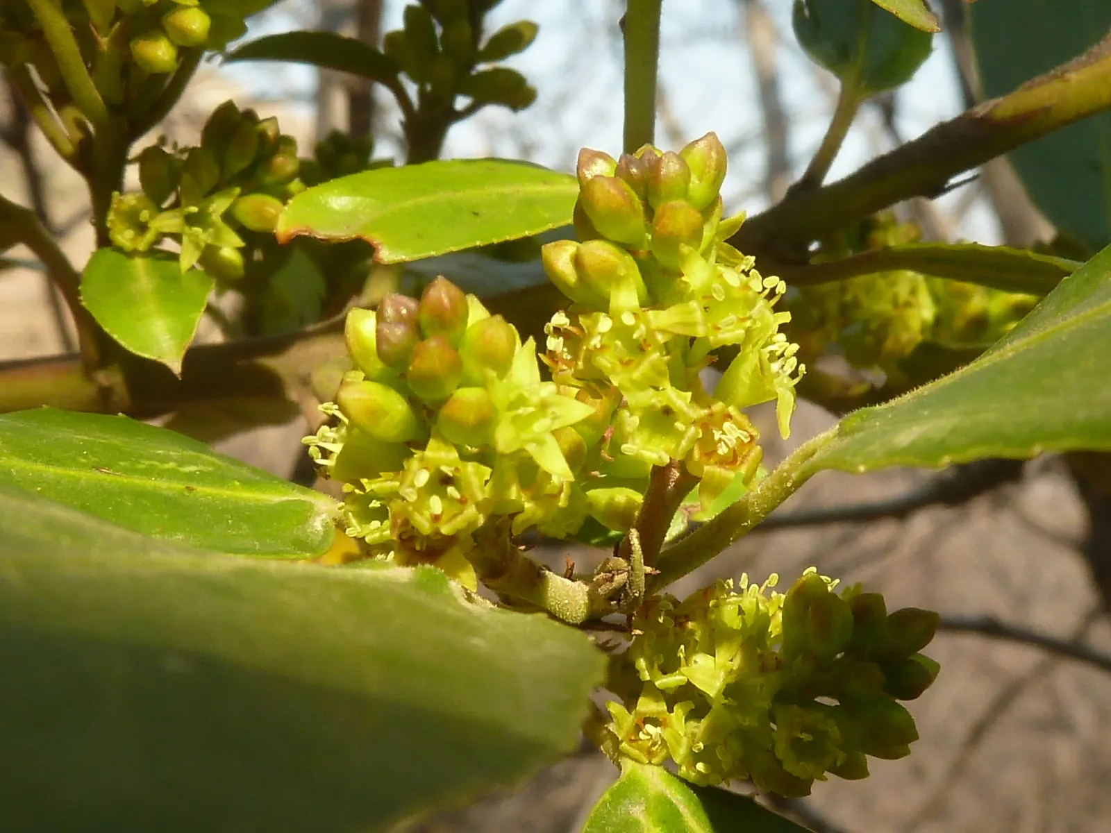 Variegated Italian Buckthorn (Rhamnus Alaternus 'Variegata') — It thrives in full sun to partial shade with moderate water