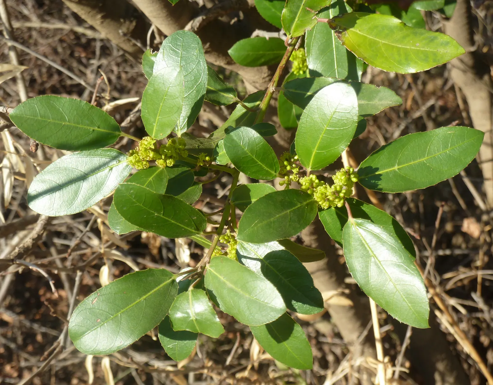 Variegated Italian Buckthorn (Rhamnus Alaternus 'Variegata') — Preferring full sun to partial shade