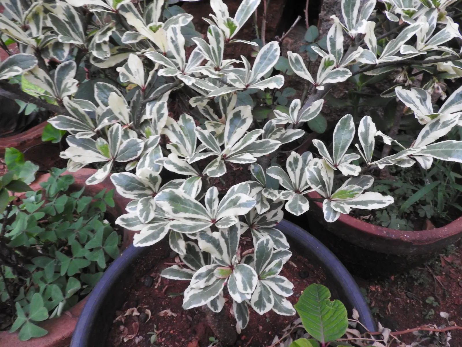 Variegated Italian Buckthorn (Rhamnus Alaternus 'Variegata') — Rhamnus alaternus 'Variegata' is adaptable to a variety of soils