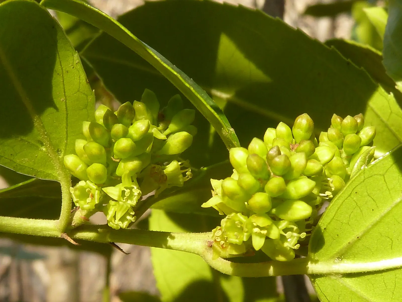 Variegated Italian Buckthorn (Rhamnus Alaternus 'Variegata') — providing a balanced and substantial presence without overwhelming the space