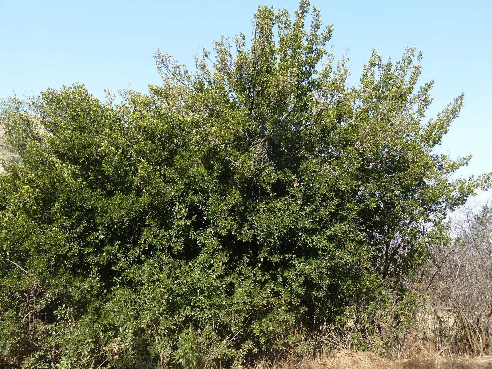 Variegated Italian Buckthorn (Rhamnus Alaternus 'Variegata') — as long as they are well-draining