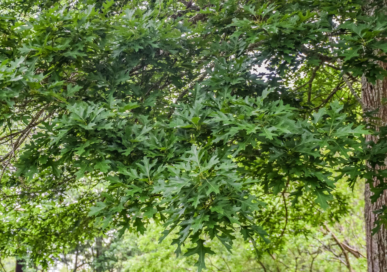 Shumard Oak (Quercus Shumardii) — Its acorns sustain wildlife; it can soar even higher up to about 100 feet