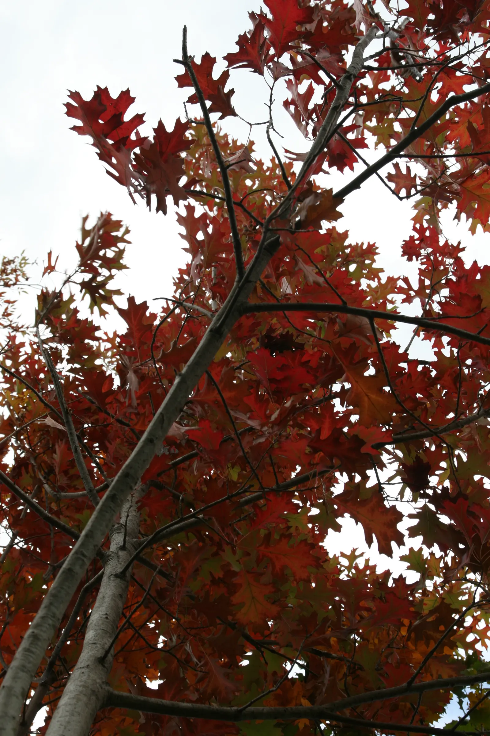 Shumard Oak (Quercus Shumardii) — Acorns from the Shumard Oak; it can soar even higher up to about 100 feet