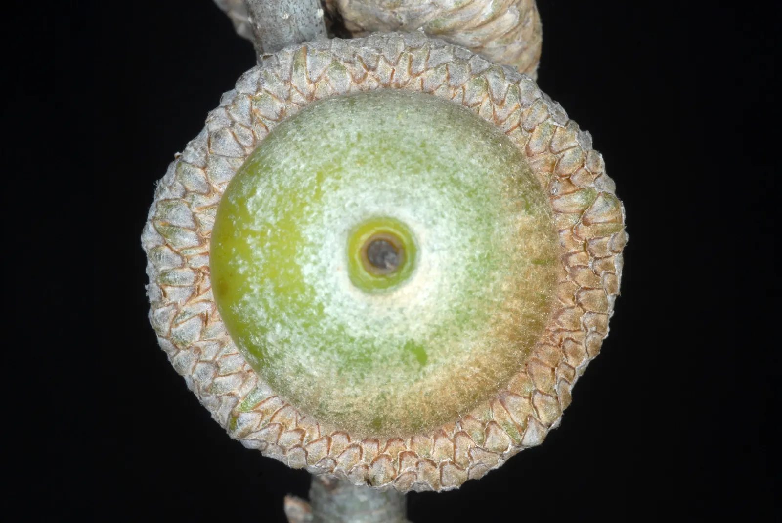 Shumard Oak (Quercus Shumardii) — can reach an impressive width of up to 60 feet; requiring moderate maintenance and providing year-round interest in expansive